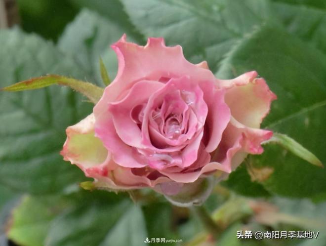 10種復(fù)古色月季，氣質(zhì)炸裂！你入手了沒(méi)？(圖7)