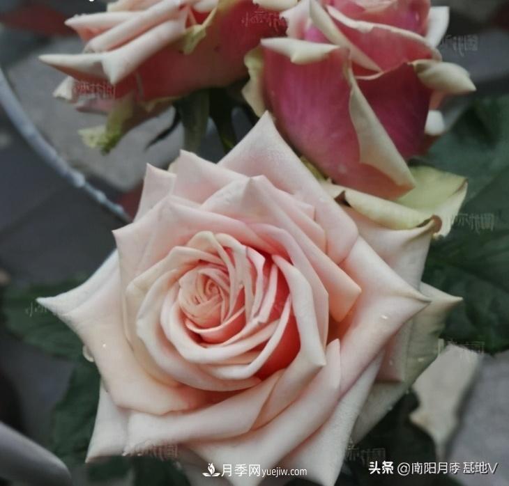 10種復(fù)古色月季，氣質(zhì)炸裂！你入手了沒(méi)？(圖8)