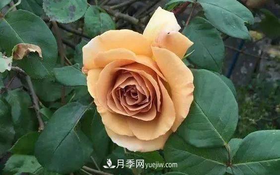 10種復(fù)古色月季，氣質(zhì)炸裂！你入手了沒(méi)？(圖5)