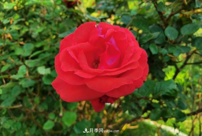 被玫瑰遮住光芒的月季花，妙用很多，能賞能吃能泡茶(圖1)