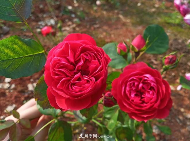被玫瑰遮住光芒的月季花，妙用很多，能賞能吃能泡茶(圖2)