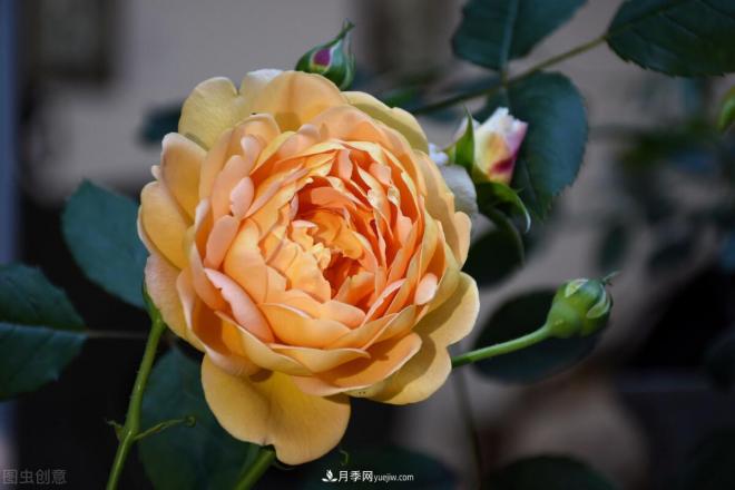 不是我“崇洋媚外”，養(yǎng)月季選歐月，是有原因的(圖3)