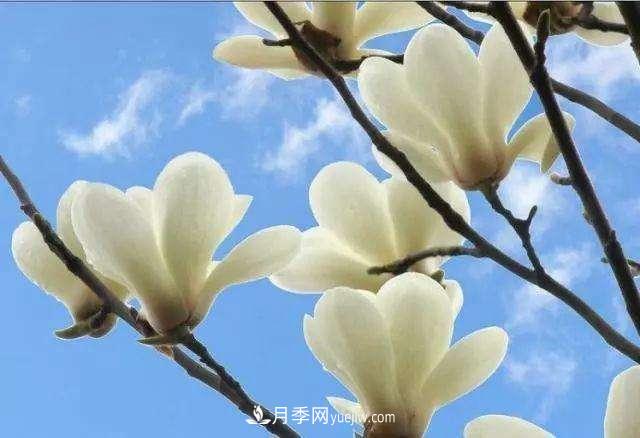 白玉蘭花期有多久，花期如何管理？(圖1)