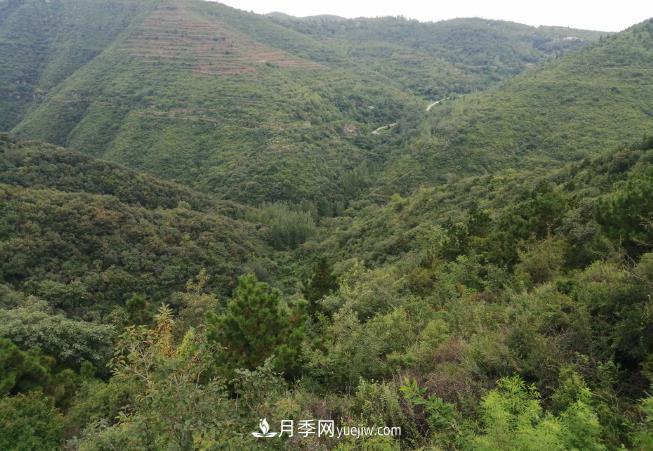 即將到來的冬春造林季要種哪些樹？河南省已培育9.31株鄉(xiāng)土樹種(圖1)