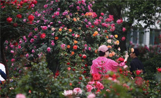 月季花為什么花朵越開越小花色淡？這五點(diǎn)做好，葉茂花繁色嬌艷(圖2)