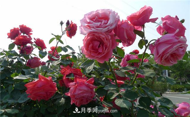 月季花為什么花朵越開越小花色淡？這五點(diǎn)做好，葉茂花繁色嬌艷(圖1)