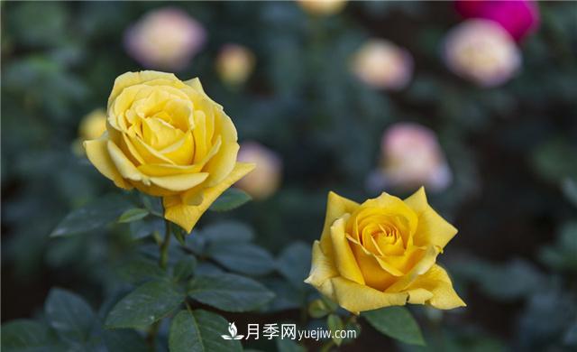 月季花為什么花朵越開越小花色淡？這五點(diǎn)做好，葉茂花繁色嬌艷(圖3)