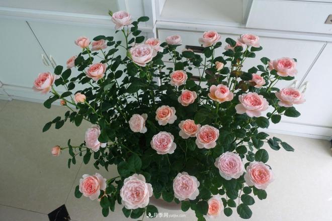 瑞典女王，這個(gè)月季王后用盆養(yǎng)殖注意5點(diǎn)，開花壯觀又霸氣(圖2)