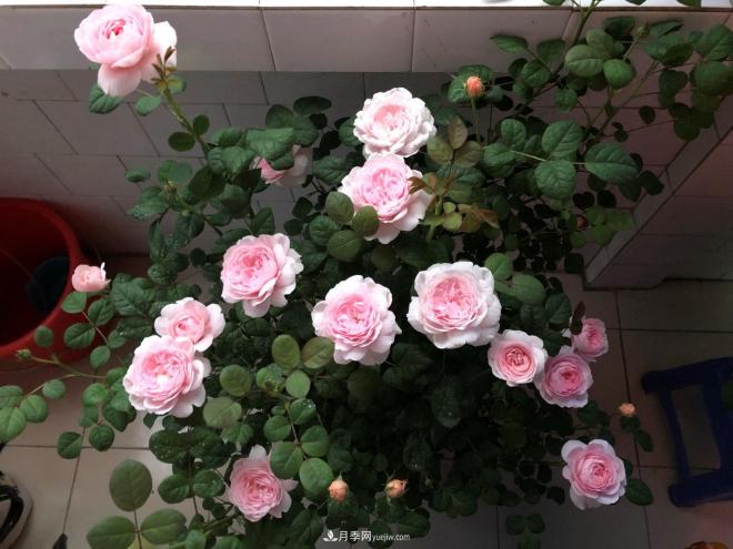 瑞典女王，這個(gè)月季王后用盆養(yǎng)殖注意5點(diǎn)，開花壯觀又霸氣(圖3)