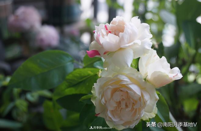 這8種月季，光聽名字就想一口吃掉，真的秀色可餐(圖2)