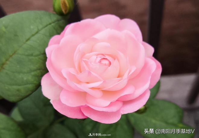 這8種月季，光聽名字就想一口吃掉，真的秀色可餐(圖1)