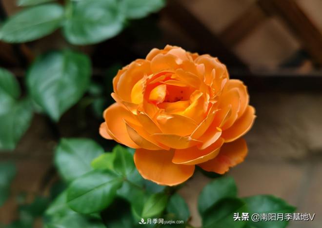 這8種月季，光聽名字就想一口吃掉，真的秀色可餐(圖6)