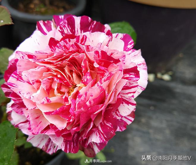 這8種月季，光聽名字就想一口吃掉，真的秀色可餐(圖5)