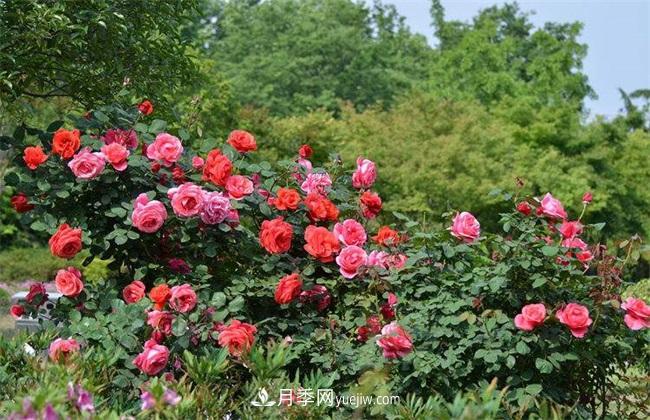 月季花什么時候開花？月季花的功效作用(圖1)