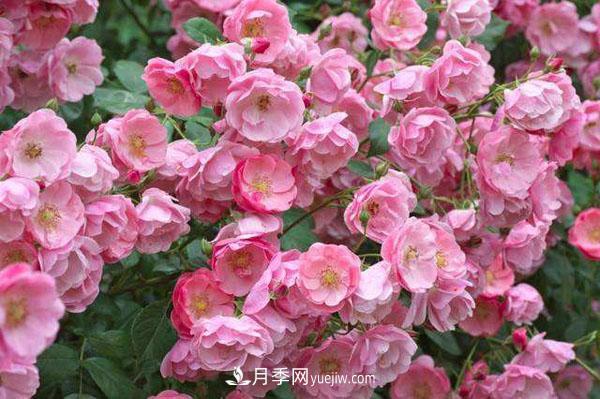安吉拉月季的優(yōu)缺點是什么？安吉拉養(yǎng)殖辦法(圖1)