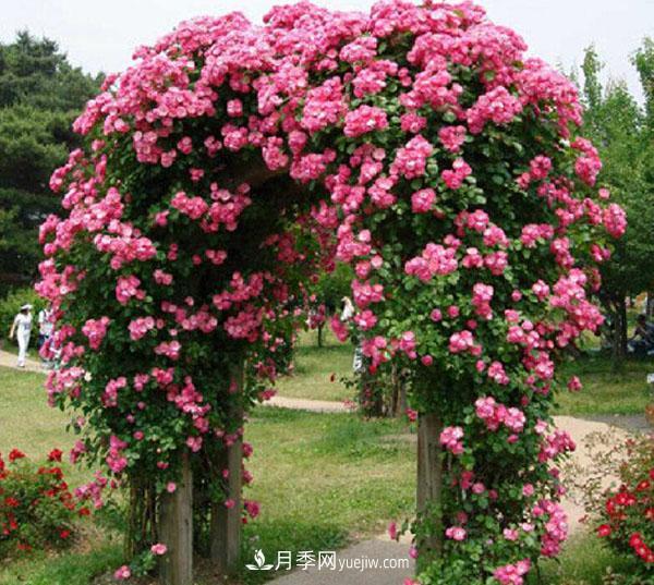 安吉拉月季的優(yōu)缺點是什么？安吉拉養(yǎng)殖辦法(圖2)