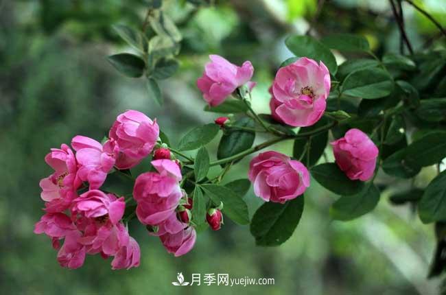薔薇花和月季花的區(qū)別？月季花期有多長(zhǎng)？(圖1)