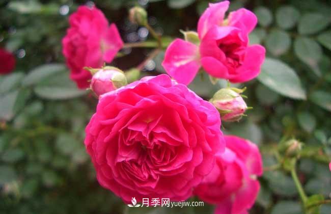 薔薇花和月季花的區(qū)別？月季花期有多長(zhǎng)？(圖2)
