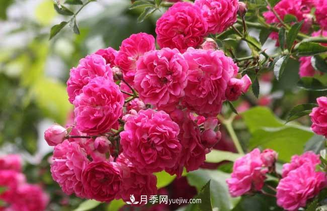 薔薇花和月季花的區(qū)別？月季花期有多長(zhǎng)？(圖3)