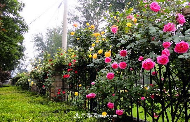藤本月季生長(zhǎng)比較快，該如何修剪？(圖2)