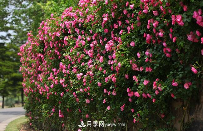 藤本月季生長(zhǎng)比較快，該如何修剪？(圖3)