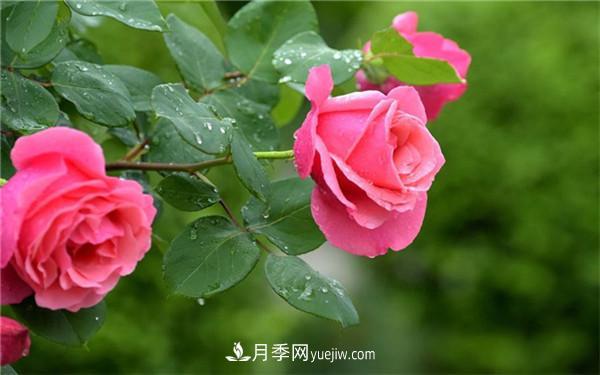 地栽月季花的養(yǎng)殖方法，養(yǎng)殖的小技巧有什么(圖1)
