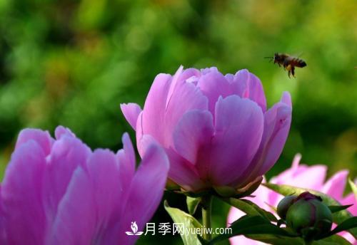 芍藥、牡丹、月季的區(qū)別？科學(xué)修剪辦法(圖2)
