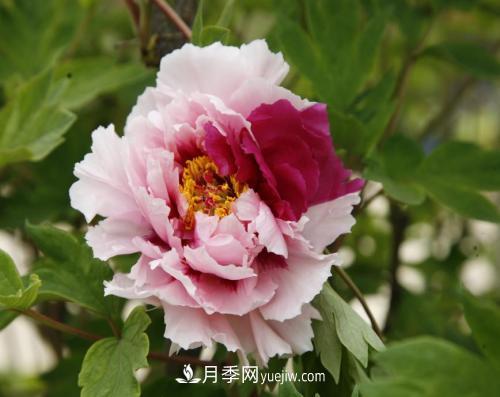 芍藥、牡丹、月季的區(qū)別？科學(xué)修剪辦法(圖1)