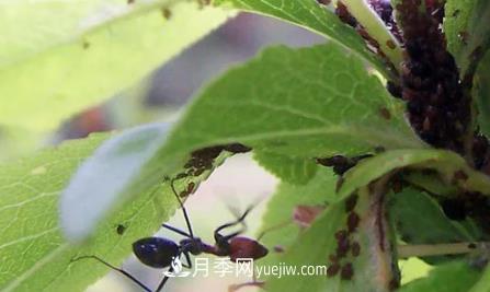 月季上的蚜蟲真煩人，有效治療辦法是什么(圖3)