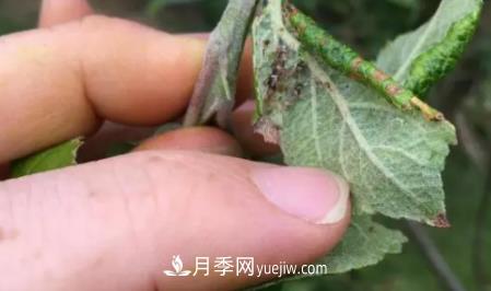 月季上的蚜蟲真煩人，有效治療辦法是什么(圖4)