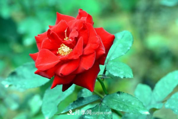 月季上的蚜蟲真煩人，有效治療辦法是什么(圖2)