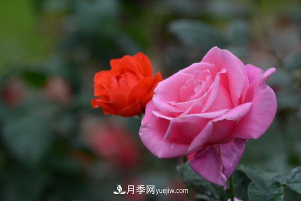 月季上的蚜蟲真煩人，有效治療辦法是什么(圖1)