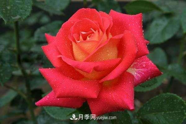 大花月季品種介紹？大花月季品種推薦(圖3)
