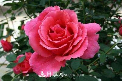 大花月季品種介紹？大花月季品種推薦(圖4)