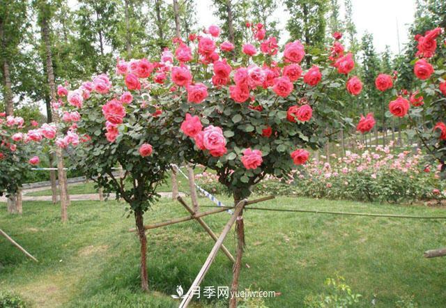 美麗的樹狀月季，愛上一棵會開花的樹(圖1)