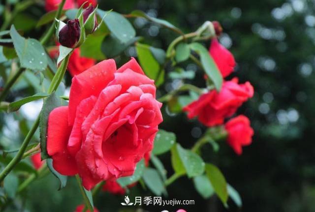 月季花養(yǎng)殖的一些注意事項(xiàng)，盆栽月季需要如何養(yǎng)護(hù)？(圖1)