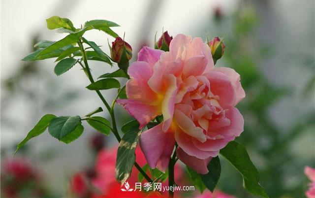 月季開花后應該如何去修剪枝條(圖2)