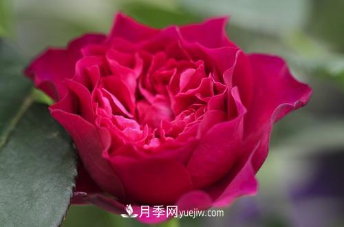 ***香的月季品種是什么？盤點(diǎn)4種濃香月季(圖1)