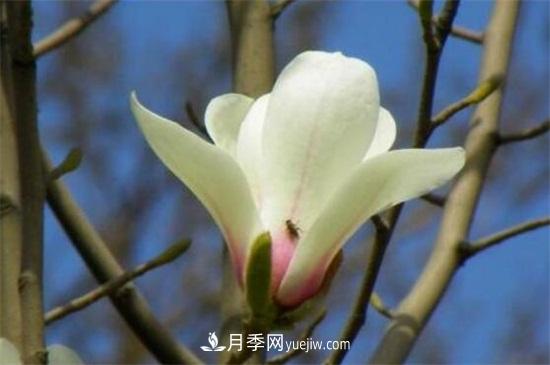 白玉蘭和白蘭花的區(qū)別，白玉蘭花語和含義(圖3)