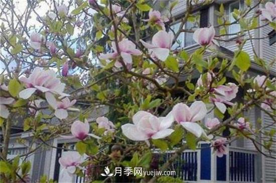 白玉蘭和白蘭花的區(qū)別，白玉蘭花語和含義(圖2)