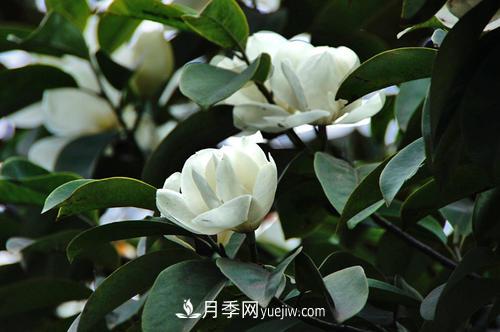 南召廣玉蘭樹種植方法，適合種植在家里嗎(圖2)