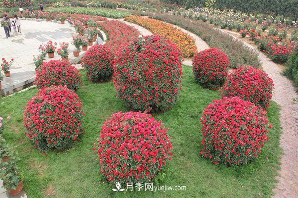 來(lái)自南陽(yáng)月季的直徑80CM月季花球，美上天了(圖1)