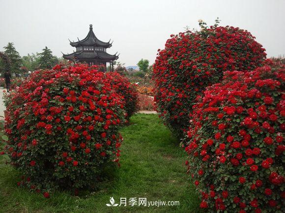 來(lái)自南陽(yáng)月季的直徑80CM月季花球，美上天了(圖2)
