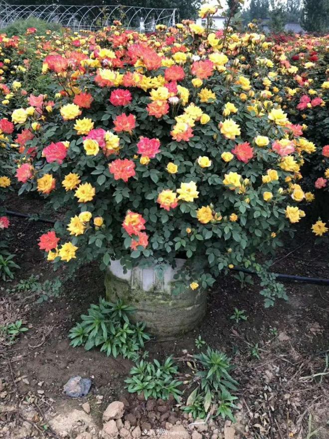 來(lái)自南陽(yáng)月季的直徑80CM月季花球，美上天了(圖3)