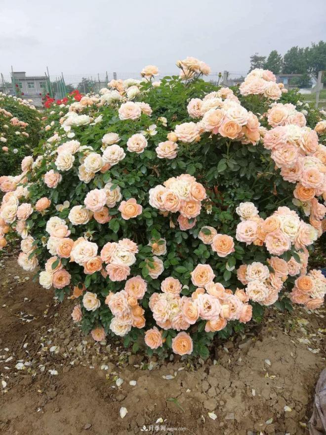 來(lái)自南陽(yáng)月季的直徑80CM月季花球，美上天了(圖4)