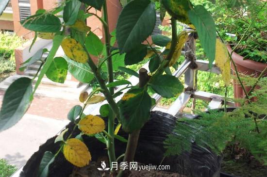 月季花的葉子發(fā)黃枯萎脫落， 怎么辦？(圖1)