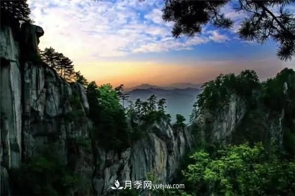 一縣一品公益助農(nóng)，河南南召特色農(nóng)產(chǎn)品辛夷(圖1)