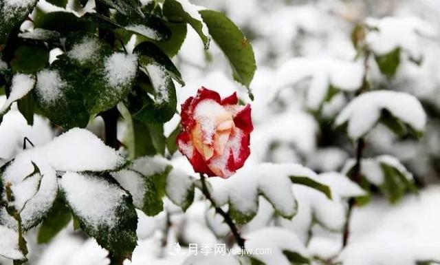 你知道月季如何防寒嗎？正在進(jìn)行時(shí)(圖1)