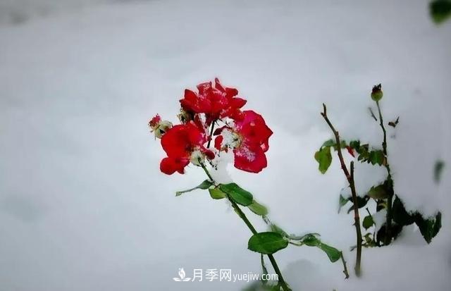 你知道月季如何防寒嗎？正在進(jìn)行時(shí)(圖2)