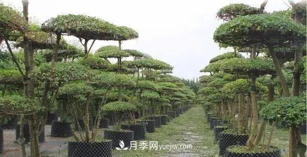 苗木價格是怎么估算的？(圖1)